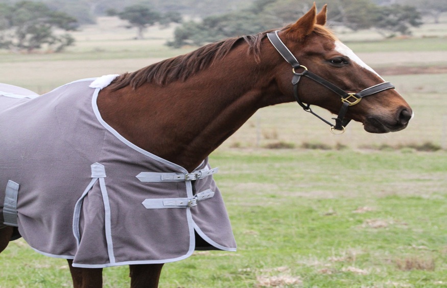 fleece horse blanket